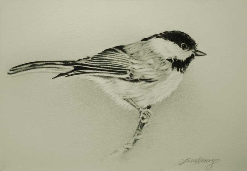 Black-Capped Chickadee