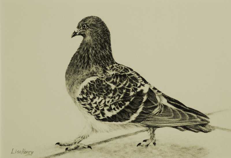 Pigeon II