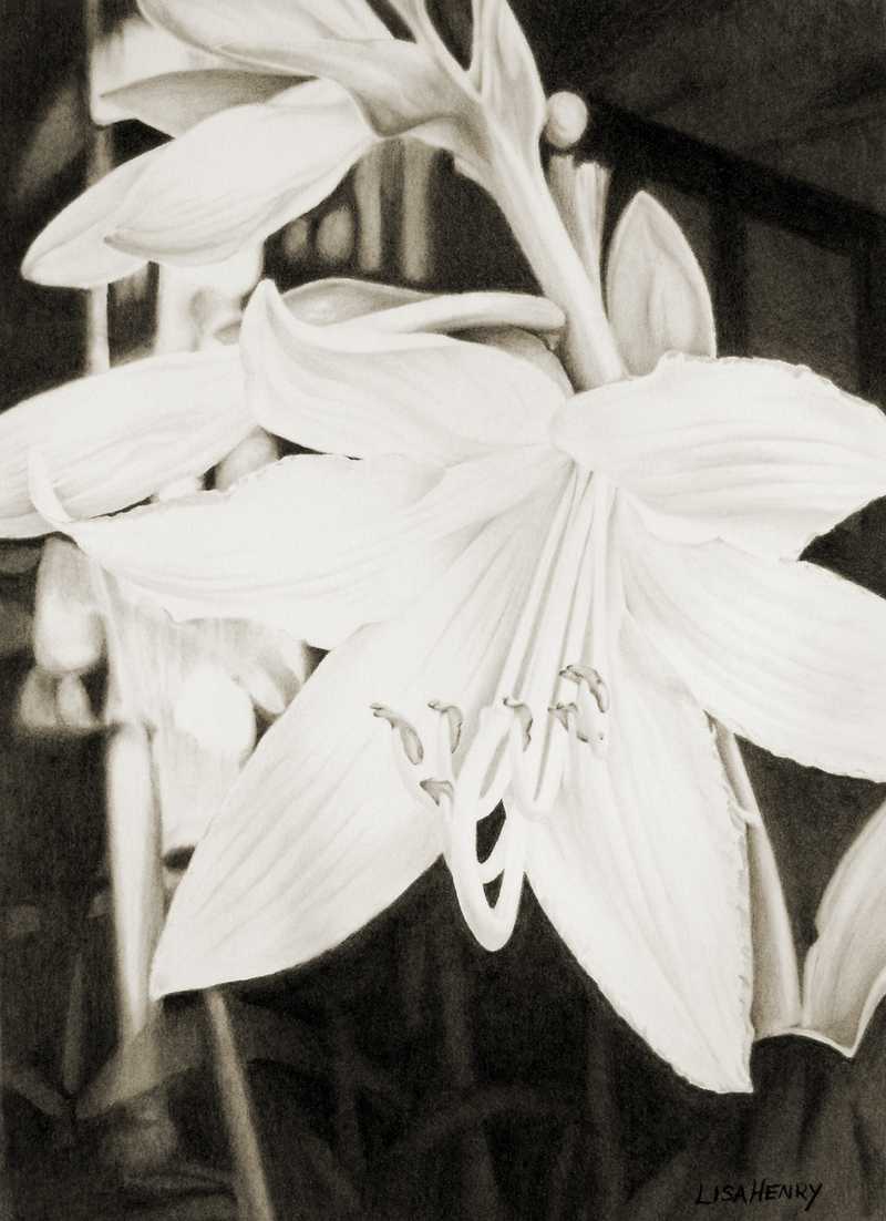 Hosta