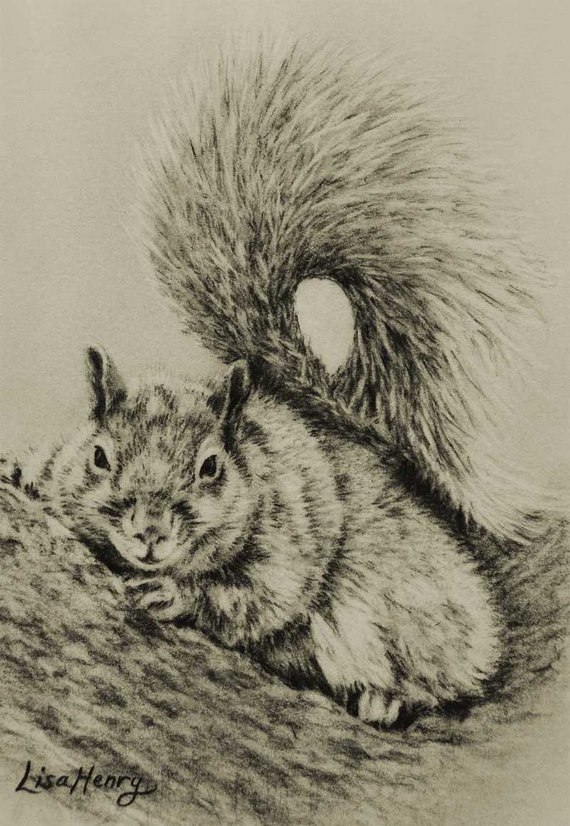 Squirrel