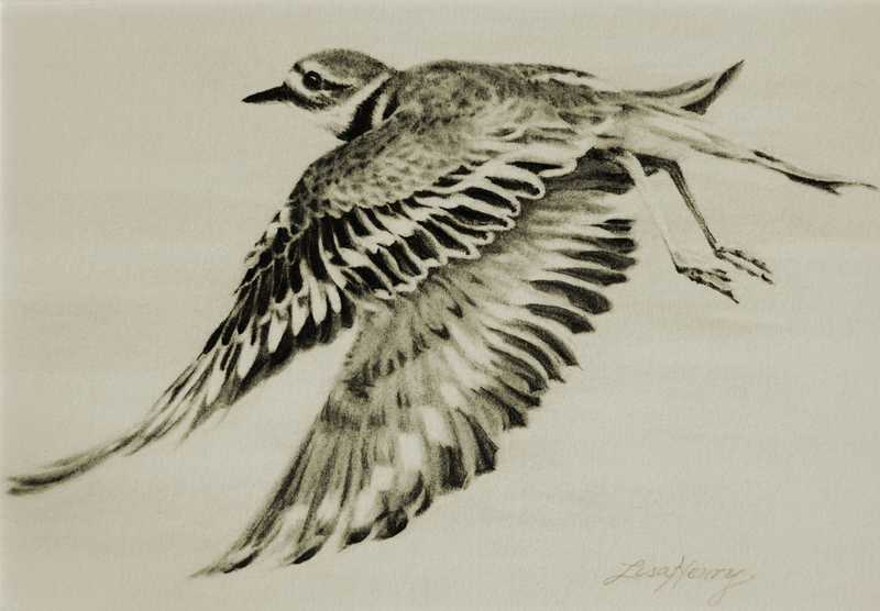 Killdeer in Flight