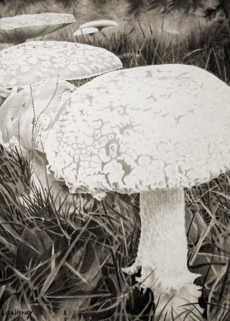 Toadstools