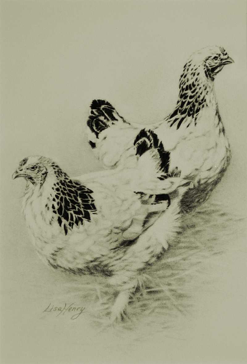 Chickens